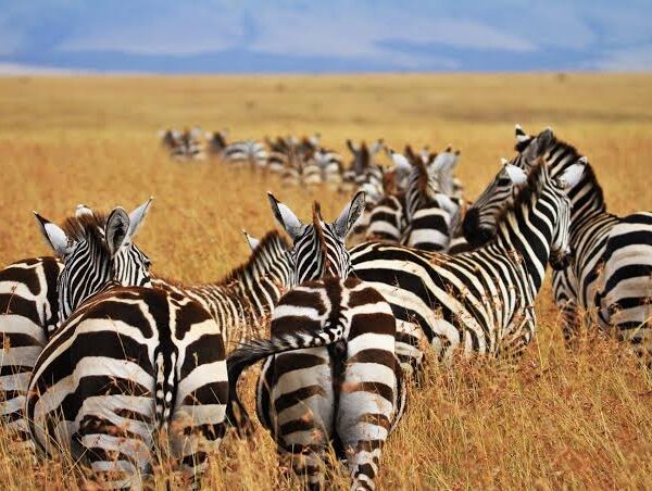 Botswana