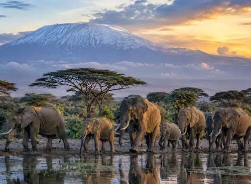 Zambia Impact & Cultural Exchange 2027