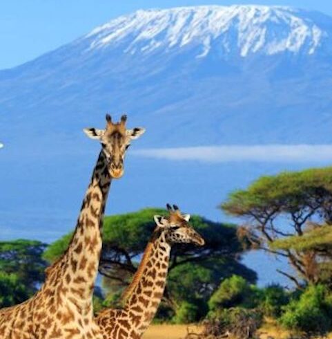 kenya