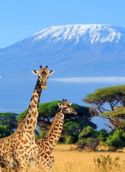 kenya